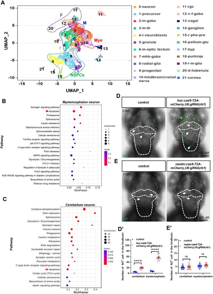 https://cdn.ncbi.nlm.nih.gov/pmc/blobs/98c9/11026443/02cdb4c81261/41420_2024_1955_Fig4_HTML.jpg