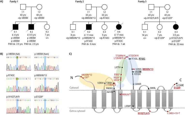 https://cdn.ncbi.nlm.nih.gov/pmc/blobs/98cc/9411922/225b6bf1e33d/jmedgenet-2021-107831f01.jpg