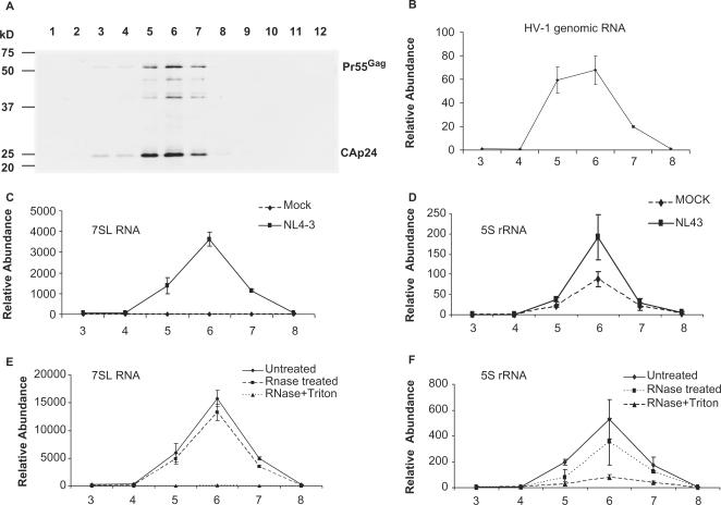 https://cdn.ncbi.nlm.nih.gov/pmc/blobs/98cf/2175372/7c2928e0553c/gkm816f3.jpg