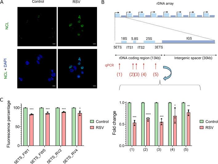 https://cdn.ncbi.nlm.nih.gov/pmc/blobs/98d1/12180162/554089ce06b4/11658_2025_747_Fig1_HTML.jpg