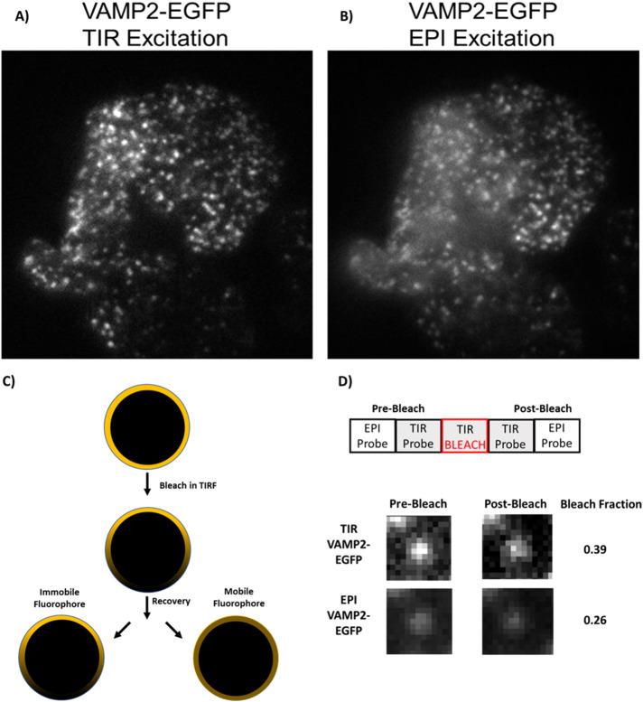 https://cdn.ncbi.nlm.nih.gov/pmc/blobs/98d2/9265163/f6fb406464d8/mbc-33-ar53-g001.jpg