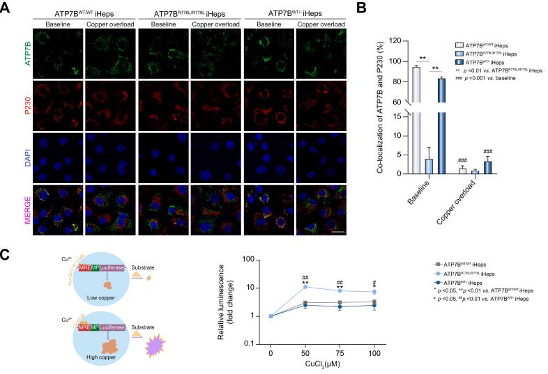https://cdn.ncbi.nlm.nih.gov/pmc/blobs/98da/8633686/e29ada452d99/gr2.jpg