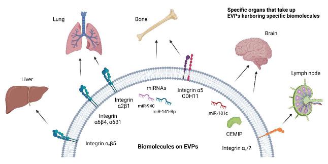 https://cdn.ncbi.nlm.nih.gov/pmc/blobs/98db/11648413/35cb5f690341/evcna-4-3-461.fig.3.jpg