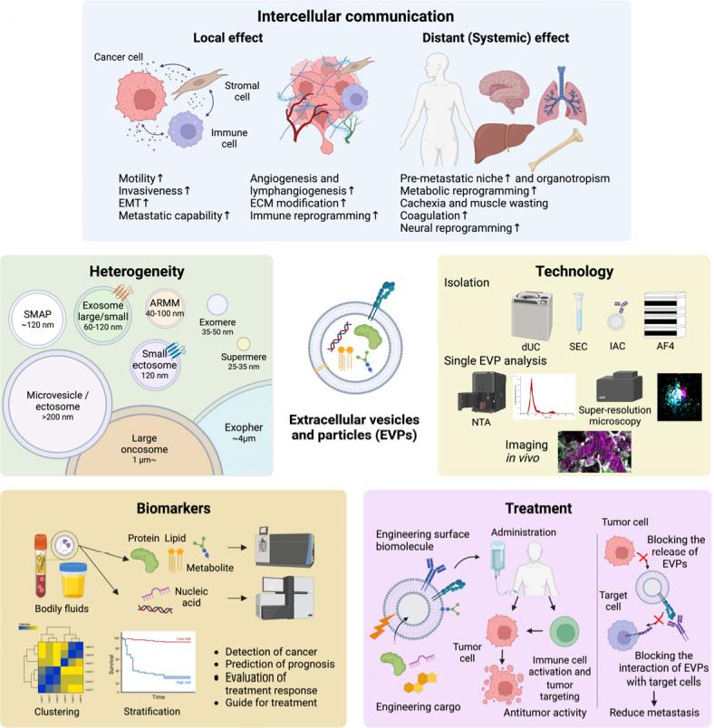 https://cdn.ncbi.nlm.nih.gov/pmc/blobs/98db/11648413/6516f3b3ae8a/evcna-4-3-461.fig.1.jpg