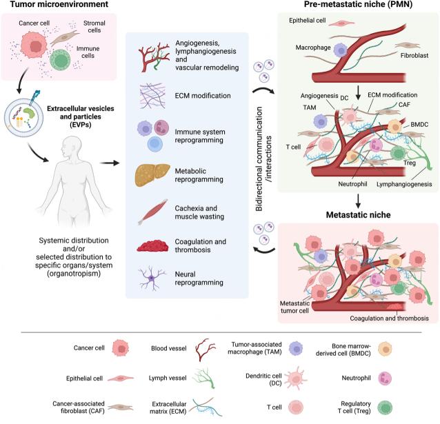 https://cdn.ncbi.nlm.nih.gov/pmc/blobs/98db/11648413/748234b1df48/evcna-4-3-461.fig.2.jpg