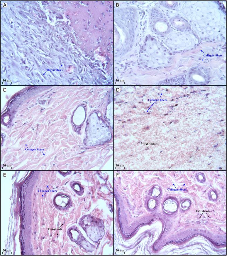 https://cdn.ncbi.nlm.nih.gov/pmc/blobs/98db/11936752/322717914597/jpps-28-13831-g006.jpg