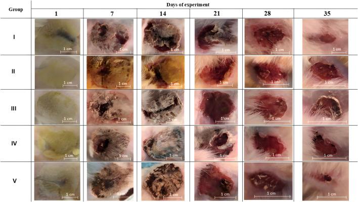 https://cdn.ncbi.nlm.nih.gov/pmc/blobs/98db/11936752/dc3d46929ab3/jpps-28-13831-g004.jpg