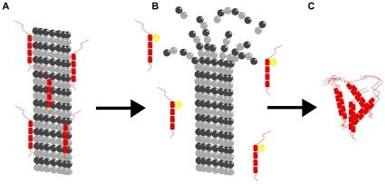 https://cdn.ncbi.nlm.nih.gov/pmc/blobs/98dd/3311647/34d5afbd1f15/pone.0033552.g003.jpg