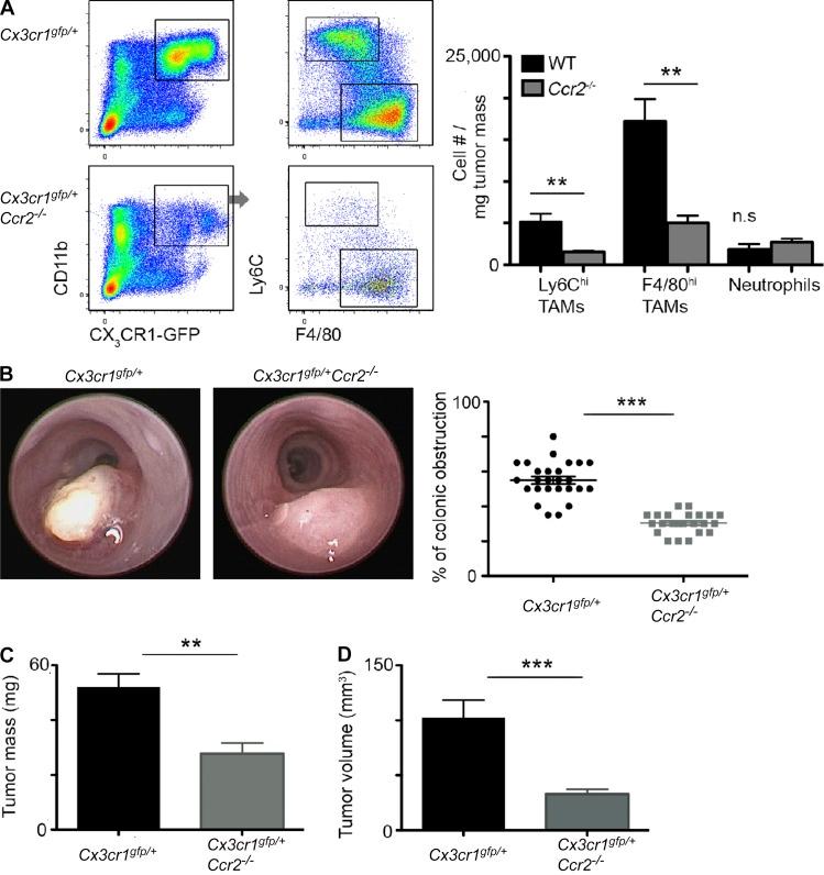 https://cdn.ncbi.nlm.nih.gov/pmc/blobs/98e1/5068227/029294ac3262/JEM_20151193_Fig2.jpg