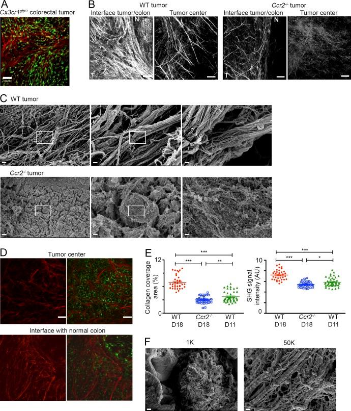 https://cdn.ncbi.nlm.nih.gov/pmc/blobs/98e1/5068227/e0d1aadfcbed/JEM_20151193_Fig6.jpg