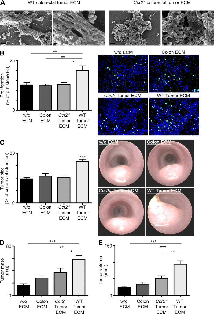 https://cdn.ncbi.nlm.nih.gov/pmc/blobs/98e1/5068227/f54dad4d6f53/JEM_20151193_Fig4.jpg