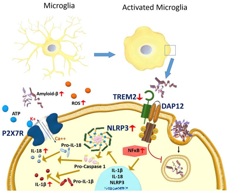 https://cdn.ncbi.nlm.nih.gov/pmc/blobs/98e7/9502483/ea1146d12981/ijms-23-10572-g001.jpg