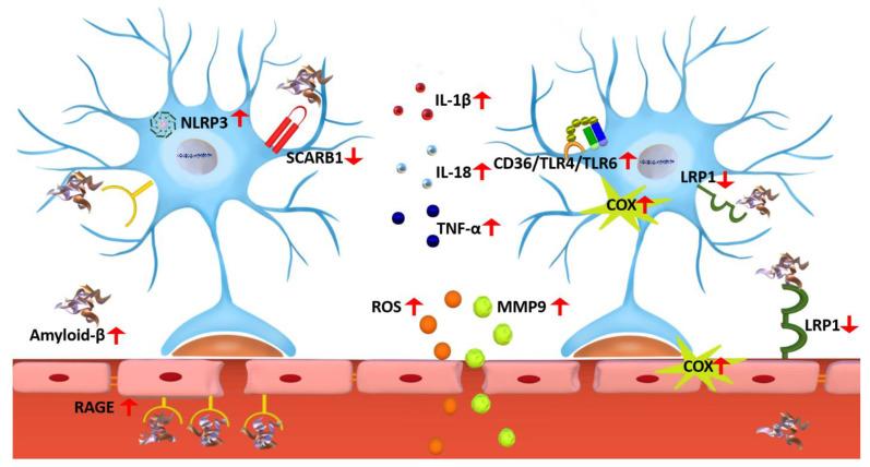 https://cdn.ncbi.nlm.nih.gov/pmc/blobs/98e7/9502483/f692728c59b1/ijms-23-10572-g002.jpg