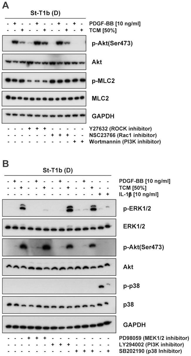 https://cdn.ncbi.nlm.nih.gov/pmc/blobs/98e9/3549986/3a28429db384/pone.0054336.g008.jpg