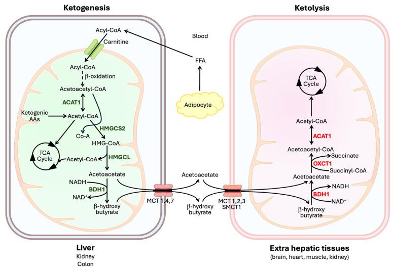 https://cdn.ncbi.nlm.nih.gov/pmc/blobs/98eb/12024914/52f2d636108f/biomolecules-15-00580-g001.jpg