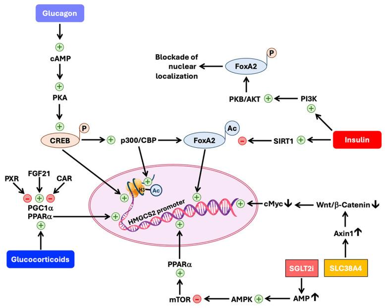 https://cdn.ncbi.nlm.nih.gov/pmc/blobs/98eb/12024914/99baa8099623/biomolecules-15-00580-g003.jpg