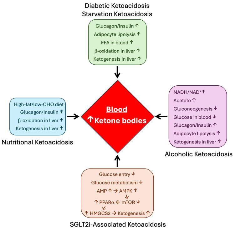 https://cdn.ncbi.nlm.nih.gov/pmc/blobs/98eb/12024914/adf252ee59d7/biomolecules-15-00580-g002.jpg