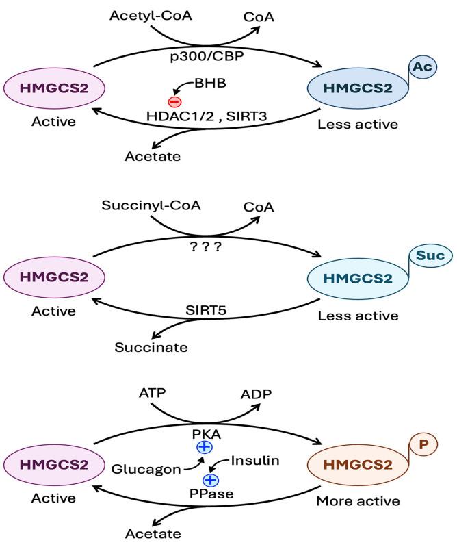 https://cdn.ncbi.nlm.nih.gov/pmc/blobs/98eb/12024914/e1073b2b3fa9/biomolecules-15-00580-g004.jpg