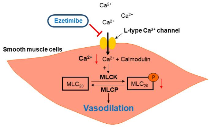 https://cdn.ncbi.nlm.nih.gov/pmc/blobs/98ed/10531054/b3ed7c910173/ijms-24-13992-g007.jpg
