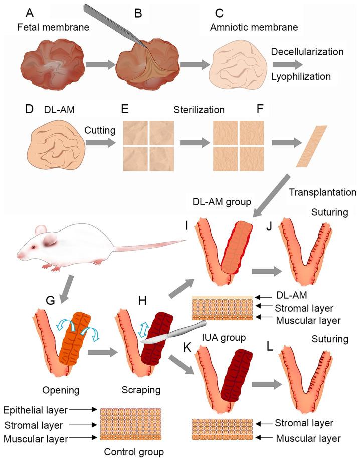 https://cdn.ncbi.nlm.nih.gov/pmc/blobs/98ee/8290472/908627afc3c8/etm-22-03-10400-g00.jpg