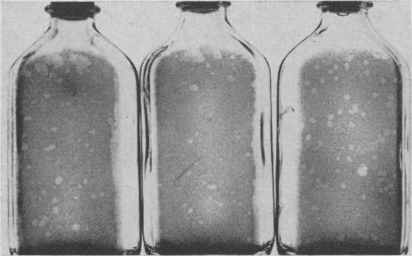 https://cdn.ncbi.nlm.nih.gov/pmc/blobs/98f3/1494259/1b97b5e08f5e/vetsci00042-0015-d.jpg