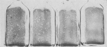 https://cdn.ncbi.nlm.nih.gov/pmc/blobs/98f3/1494259/41492266ad12/vetsci00042-0014-b.jpg
