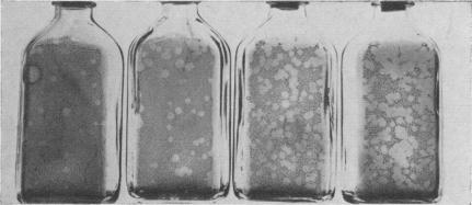 https://cdn.ncbi.nlm.nih.gov/pmc/blobs/98f3/1494259/4b5dce10419a/vetsci00042-0014-d.jpg