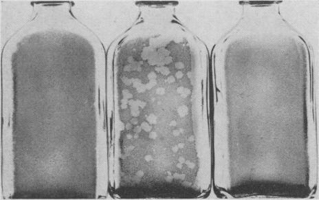 https://cdn.ncbi.nlm.nih.gov/pmc/blobs/98f3/1494259/4f0cf2092e2a/vetsci00042-0015-c.jpg