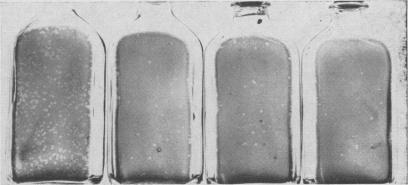 https://cdn.ncbi.nlm.nih.gov/pmc/blobs/98f3/1494259/b2b0c1bb2ac9/vetsci00042-0014-c.jpg