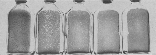 https://cdn.ncbi.nlm.nih.gov/pmc/blobs/98f3/1494259/bab6b2b987b9/vetsci00042-0014-a.jpg