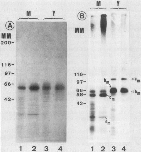 https://cdn.ncbi.nlm.nih.gov/pmc/blobs/98f5/258014/b781bcd62278/iai00043-0114-a.jpg