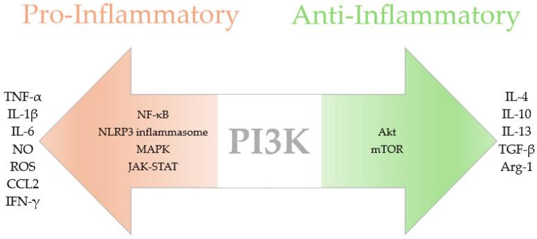 https://cdn.ncbi.nlm.nih.gov/pmc/blobs/98f9/11546674/074ad1ac64dc/ijms-25-11638-g001.jpg