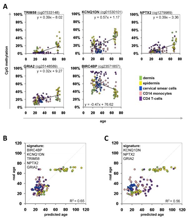 https://cdn.ncbi.nlm.nih.gov/pmc/blobs/98fa/3229965/0339513b1428/aging-03-1018-g003.jpg
