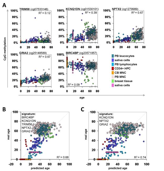 https://cdn.ncbi.nlm.nih.gov/pmc/blobs/98fa/3229965/2cce9b8acb76/aging-03-1018-g004.jpg