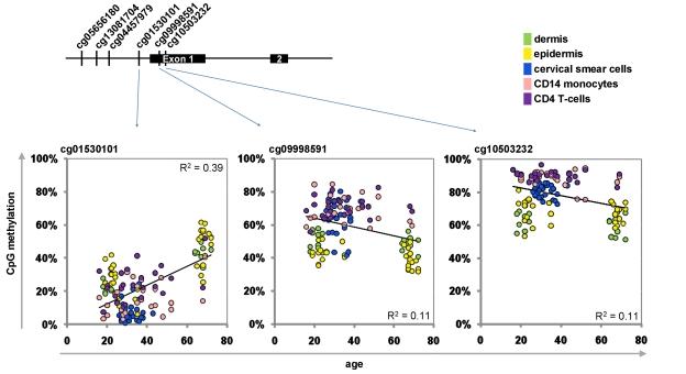 https://cdn.ncbi.nlm.nih.gov/pmc/blobs/98fa/3229965/65b920d0baa1/aging-03-1018-g002.jpg
