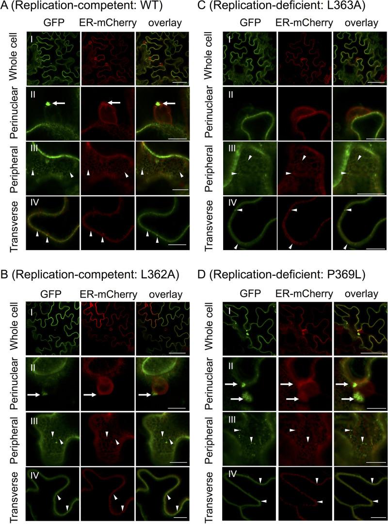 https://cdn.ncbi.nlm.nih.gov/pmc/blobs/9901/8475525/93f1a463b2d6/jvi.01906-20-f008.jpg