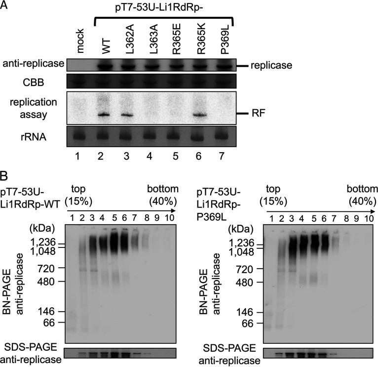 https://cdn.ncbi.nlm.nih.gov/pmc/blobs/9901/8475525/cfdf3b806ecb/jvi.01906-20-f010.jpg