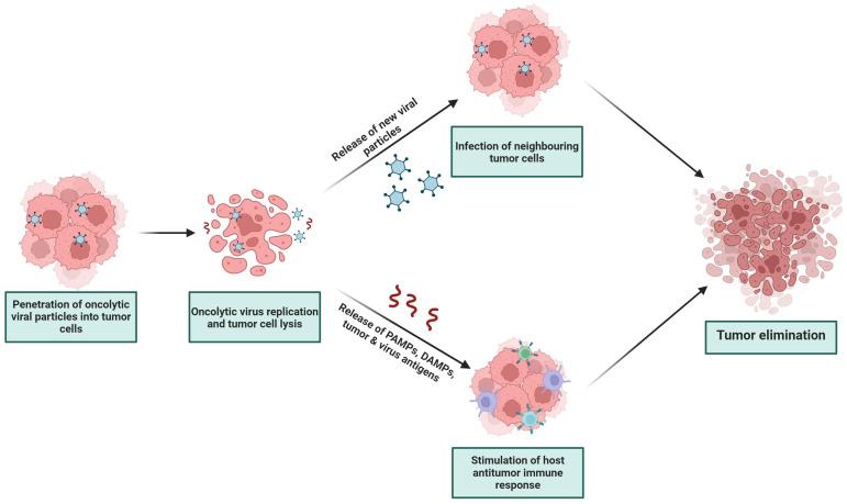 https://cdn.ncbi.nlm.nih.gov/pmc/blobs/9903/10889383/e30a27aacff2/ijms-25-02042-g003.jpg