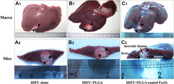 https://cdn.ncbi.nlm.nih.gov/pmc/blobs/9903/4228079/247c6da71d87/12885_2014_4974_Fig8_HTML.jpg