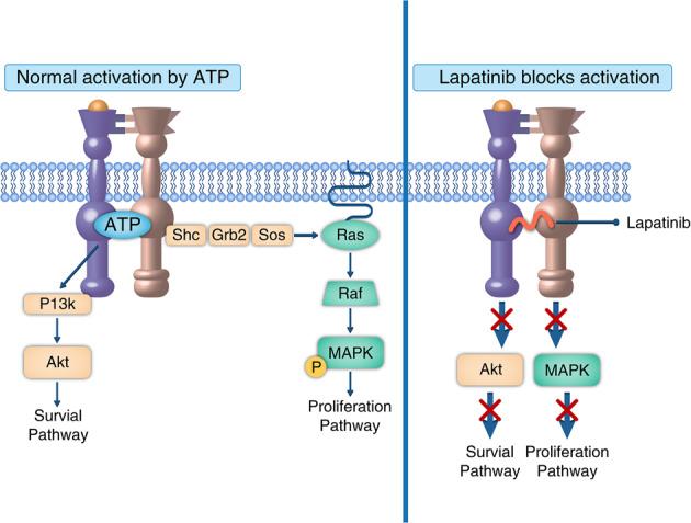 https://cdn.ncbi.nlm.nih.gov/pmc/blobs/9903/6799843/b8f883e4b9a6/41392_2019_69_Fig3_HTML.jpg