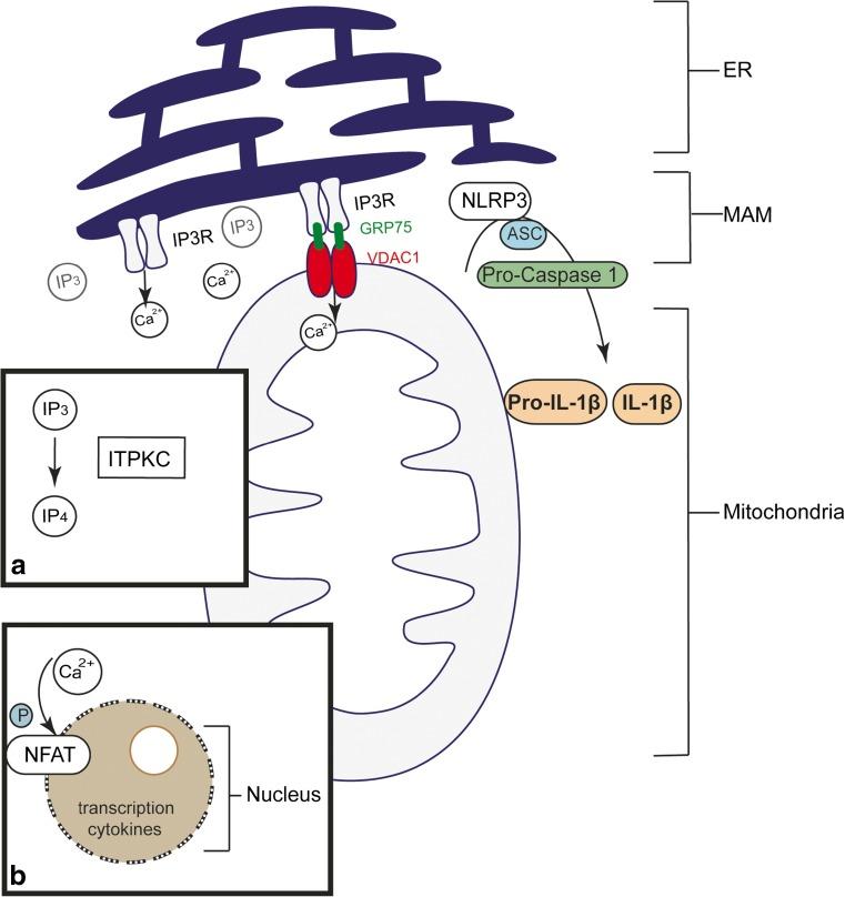 https://cdn.ncbi.nlm.nih.gov/pmc/blobs/9907/5511310/16d11a182b89/431_2017_2937_Fig1_HTML.jpg