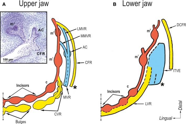 https://cdn.ncbi.nlm.nih.gov/pmc/blobs/990a/6036925/5e52828093e0/JOA-233-135-g004.jpg