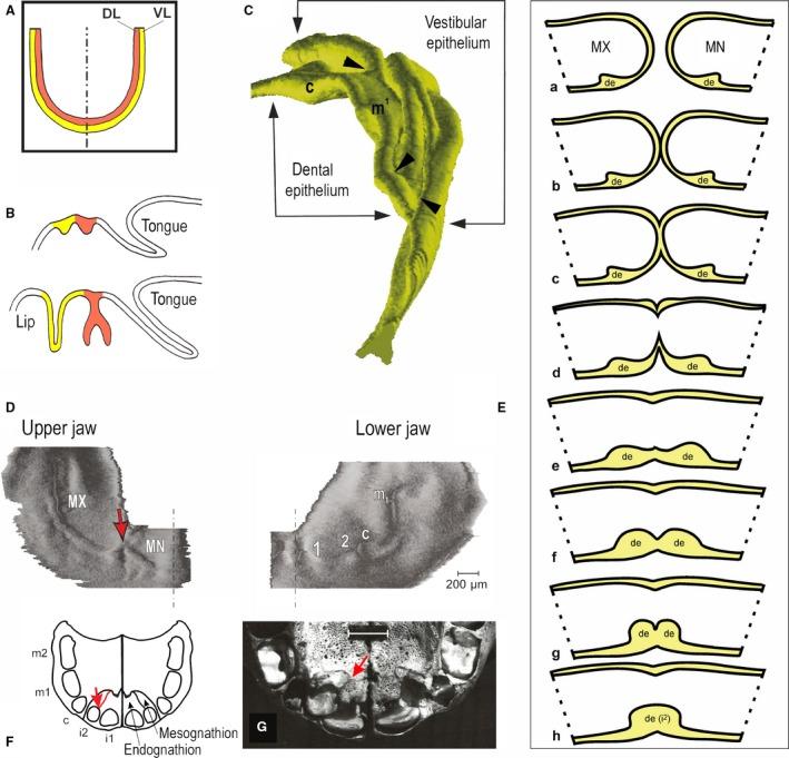 https://cdn.ncbi.nlm.nih.gov/pmc/blobs/990a/6036925/ad162fb6b66b/JOA-233-135-g002.jpg