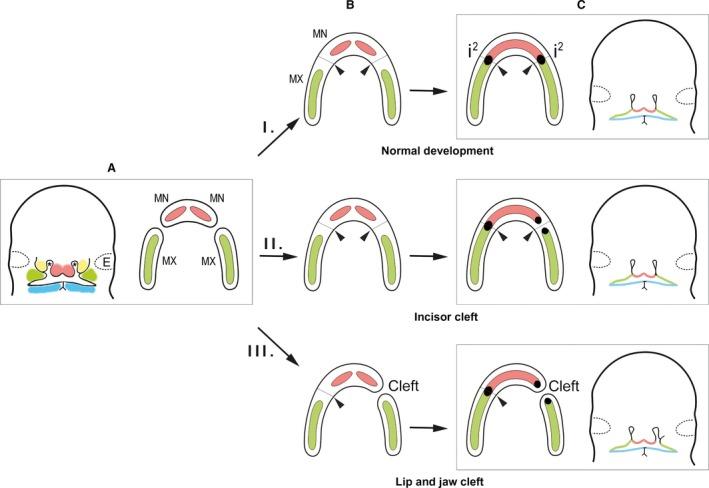 https://cdn.ncbi.nlm.nih.gov/pmc/blobs/990a/6036925/ade4493963a5/JOA-233-135-g003.jpg