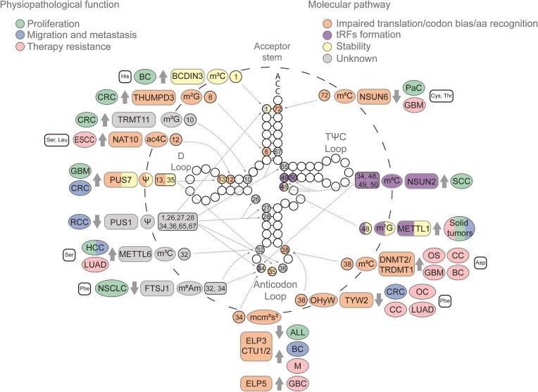 https://cdn.ncbi.nlm.nih.gov/pmc/blobs/990b/10928989/b7bac1533466/zcae012fig2.jpg