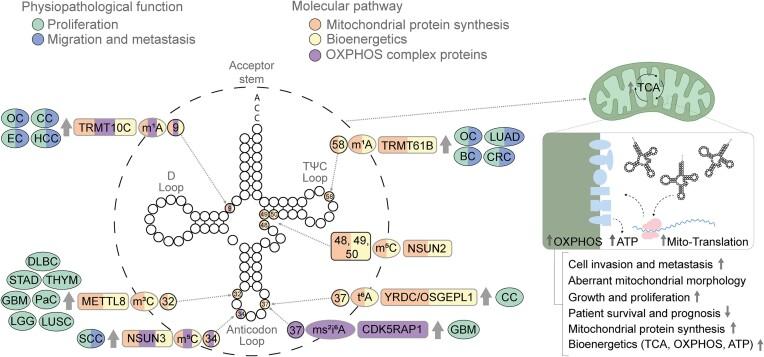 https://cdn.ncbi.nlm.nih.gov/pmc/blobs/990b/10928989/ff452bf1ff60/zcae012fig3.jpg