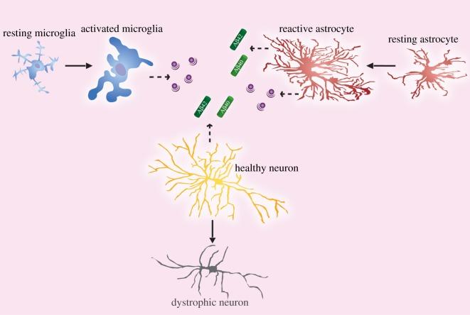 https://cdn.ncbi.nlm.nih.gov/pmc/blobs/990c/5746550/ed66cdd60e24/rsob-7-170228-g4.jpg
