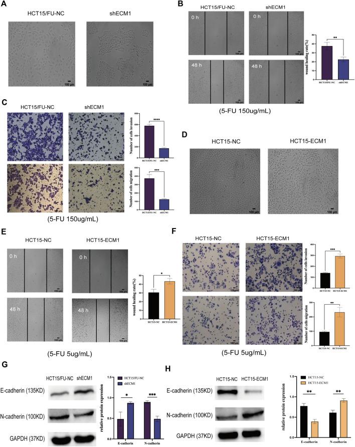 https://cdn.ncbi.nlm.nih.gov/pmc/blobs/990f/9666402/79abbd357a7f/fphar-13-1005915-g004.jpg
