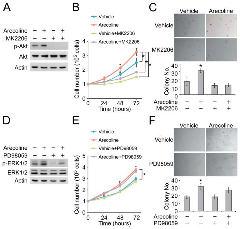 https://cdn.ncbi.nlm.nih.gov/pmc/blobs/9910/6468666/a543795fdde3/cancers-11-00387-g003.jpg