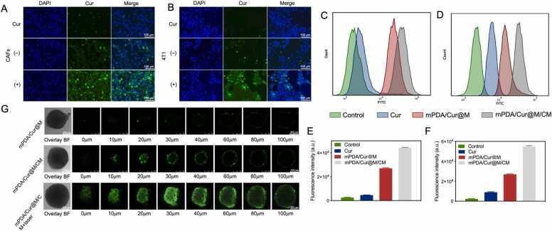 https://cdn.ncbi.nlm.nih.gov/pmc/blobs/9915/10172638/9afb43ab2eb4/gr3.jpg